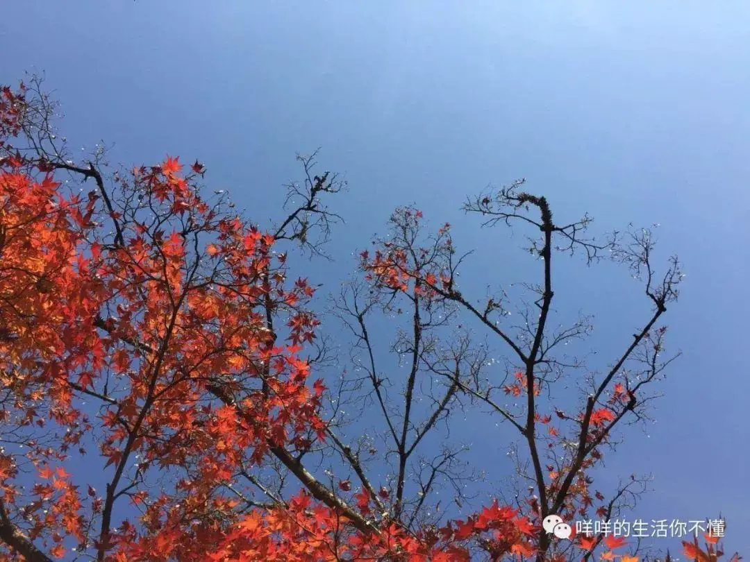 岛国6日游！你猜最吸引我的是AV还是女优？