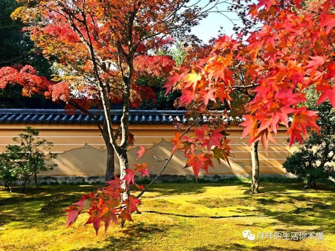 岛国6日游！你猜最吸引我的是AV还是女优？