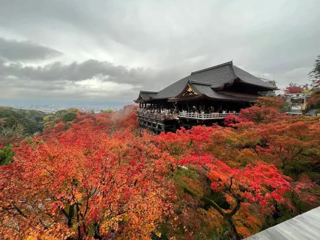 《铁公鸡又放票了，倒挂Saver等级商务舱里程票又来了，红叶季躺飞日本，还可以用来回国》