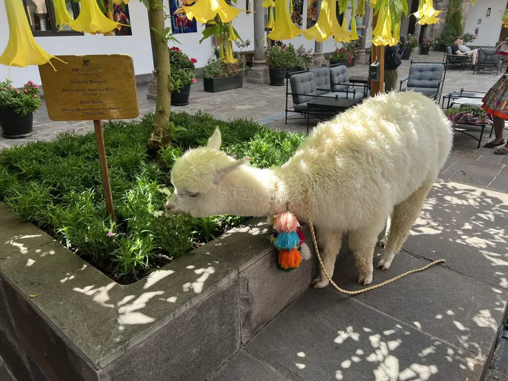 穿越时空,打卡JW Marriott El Convento Cusco,这家酒店居然建立在印加古迹上 7 穿越时空,打卡JW Marriott El Convento Cusco,这家酒店居然建立在印加古迹上