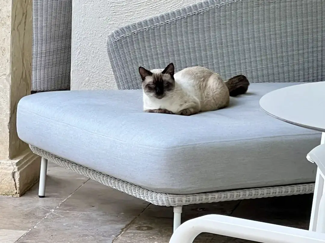 北美最佳瑞吉之一?硬件顶级&环境无敌,但每晚108美元的度假村费堪比抢劫 - 波多黎各巴伊亚海滩瑞吉度假酒店(The St. Regis Bahia Beach Resort, Puerto Rico)入住体验 40 北美最佳瑞吉之一?硬件顶级&环境无敌,但每晚108美元的度假村费堪比抢劫……