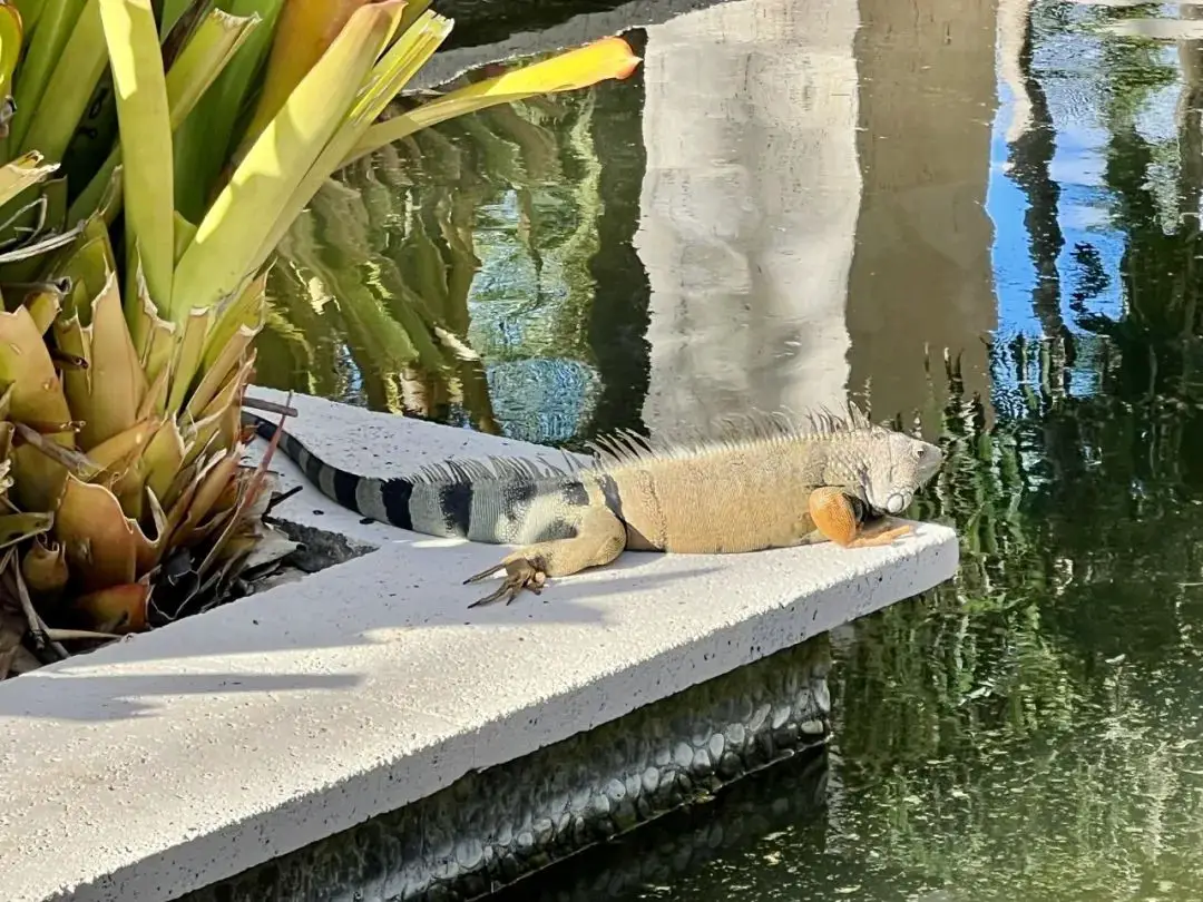 北美最佳瑞吉之一?硬件顶级&环境无敌,但每晚108美元的度假村费堪比抢劫 - 波多黎各巴伊亚海滩瑞吉度假酒店(The St. Regis Bahia Beach Resort, Puerto Rico)入住体验 38 北美最佳瑞吉之一?硬件顶级&环境无敌,但每晚108美元的度假村费堪比抢劫……