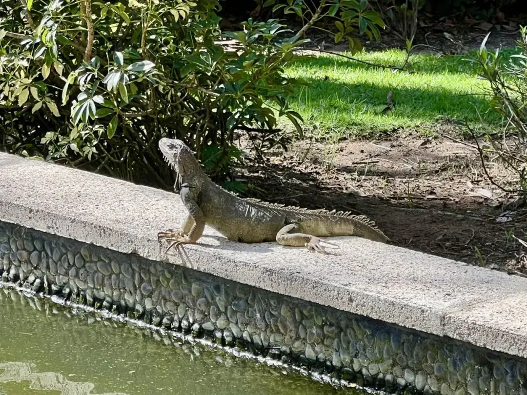 北美最佳瑞吉之一?硬件顶级&环境无敌,但每晚108美元的度假村费堪比抢劫 - 波多黎各巴伊亚海滩瑞吉度假酒店(The St. Regis Bahia Beach Resort, Puerto Rico)入住体验 37 北美最佳瑞吉之一?硬件顶级&环境无敌,但每晚108美元的度假村费堪比抢劫……