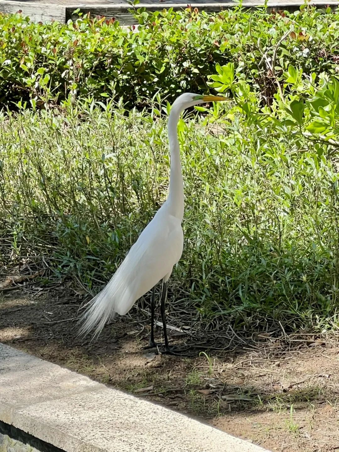 北美最佳瑞吉之一?硬件顶级&环境无敌,但每晚108美元的度假村费堪比抢劫 - 波多黎各巴伊亚海滩瑞吉度假酒店(The St. Regis Bahia Beach Resort, Puerto Rico)入住体验 39 北美最佳瑞吉之一?硬件顶级&环境无敌,但每晚108美元的度假村费堪比抢劫……