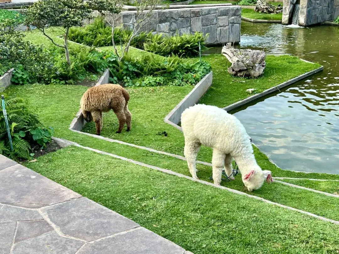 拥有私人火车站,还能住二送一,游览马丘比丘必须要住这 - 印加圣谷豪华精选酒店(Tambo del Inka, a Luxury Collection Resort & Spa, Valle Sagrado)入住体验 3 拥有私人火车站的豪华精选,还能住二送一,游览马丘比丘怎么能不住在这?